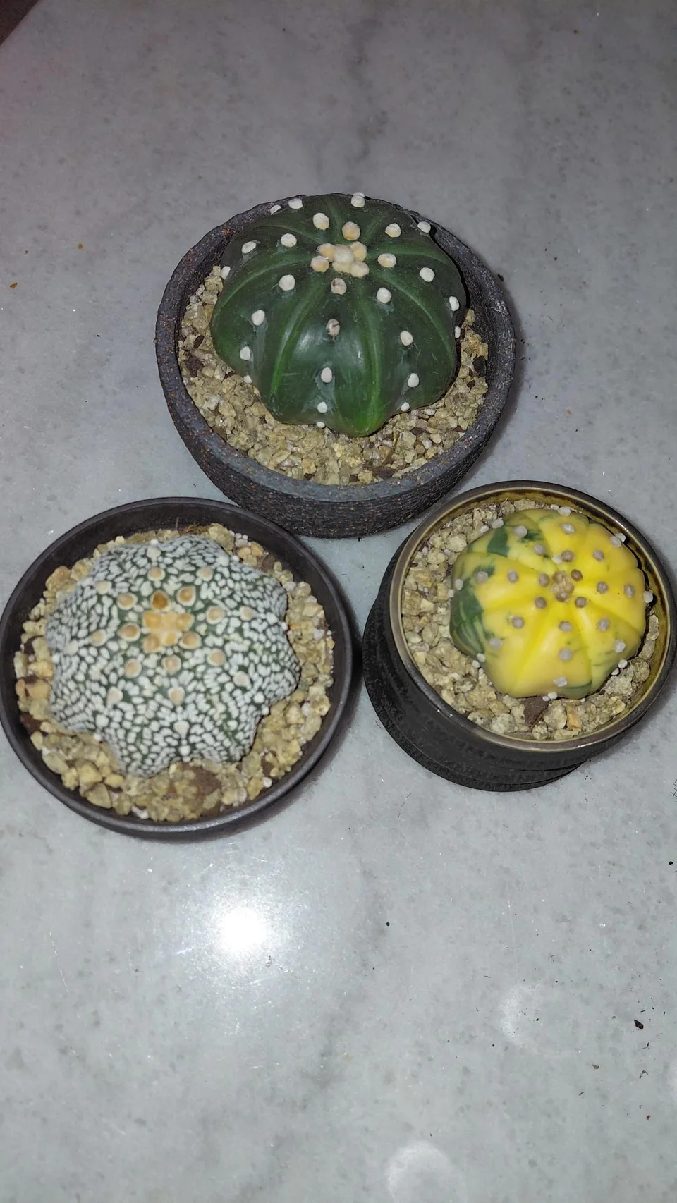 Plants in handmade WITHPOT pots, photographed by Texaloe551