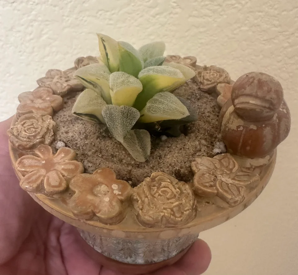 Plants in handmade WITHPOT pots, photographed by PamQwirkle..