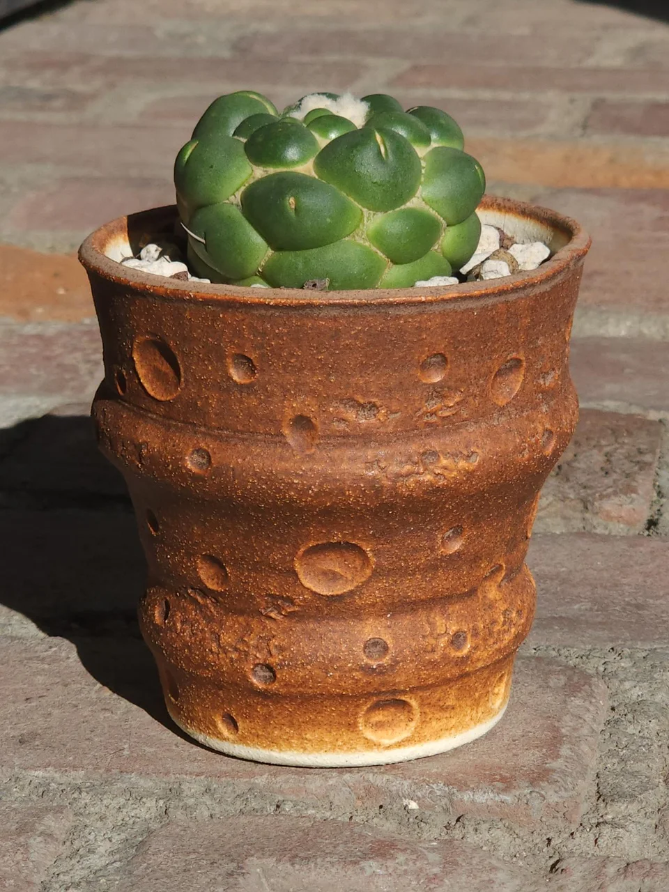 Plants in handmade WITHPOT pots, photographed by JDogg