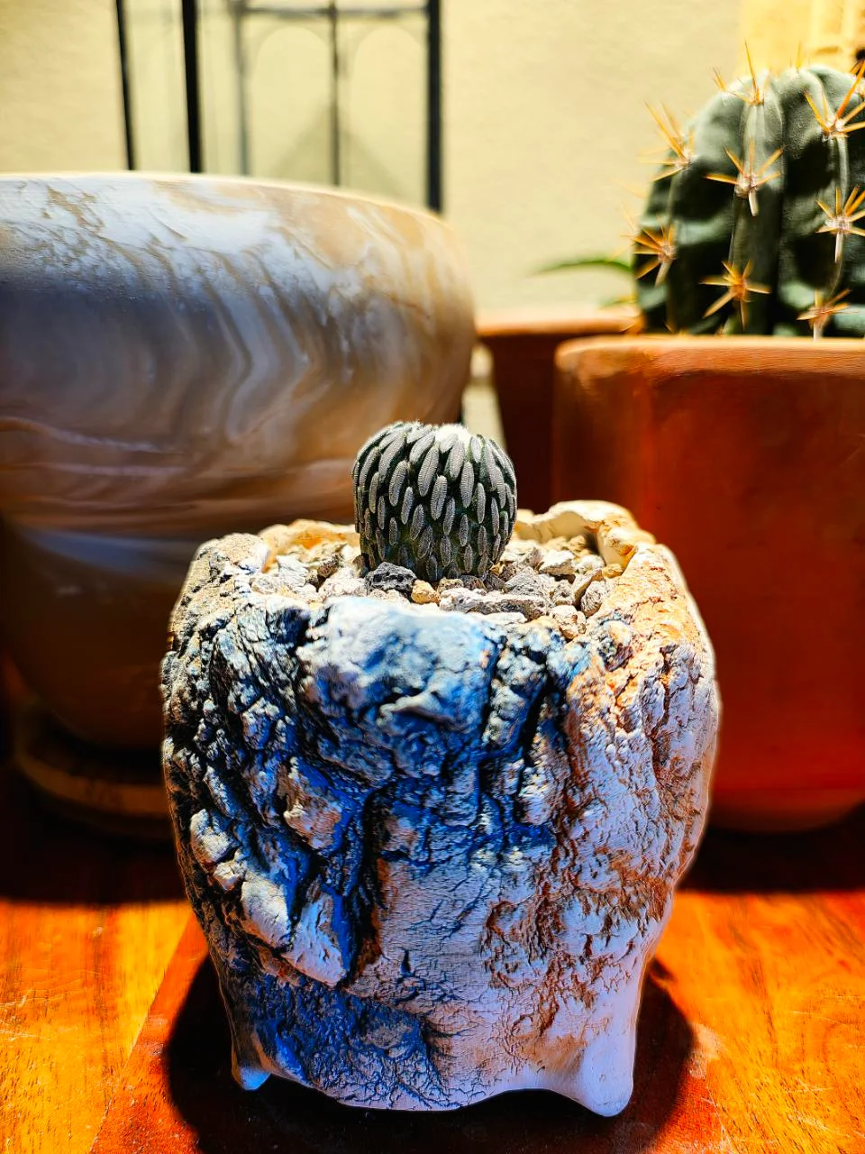 Plants in handmade WITHPOT pots, photographed by UrbanCactusDaddy