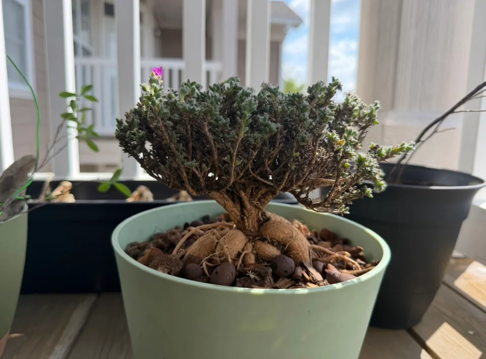 Plants in handmade WITHPOT pots, photographed by Agavemade