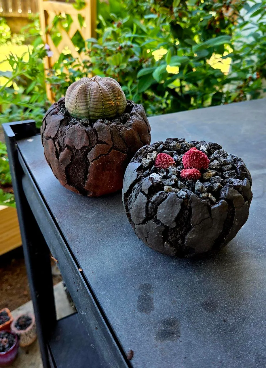 Plants in handmade WITHPOT pots, photographed by JDapZ