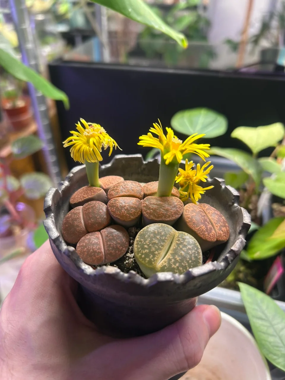 Plants in handmade WITHPOT pots, photographed by PodSqwad