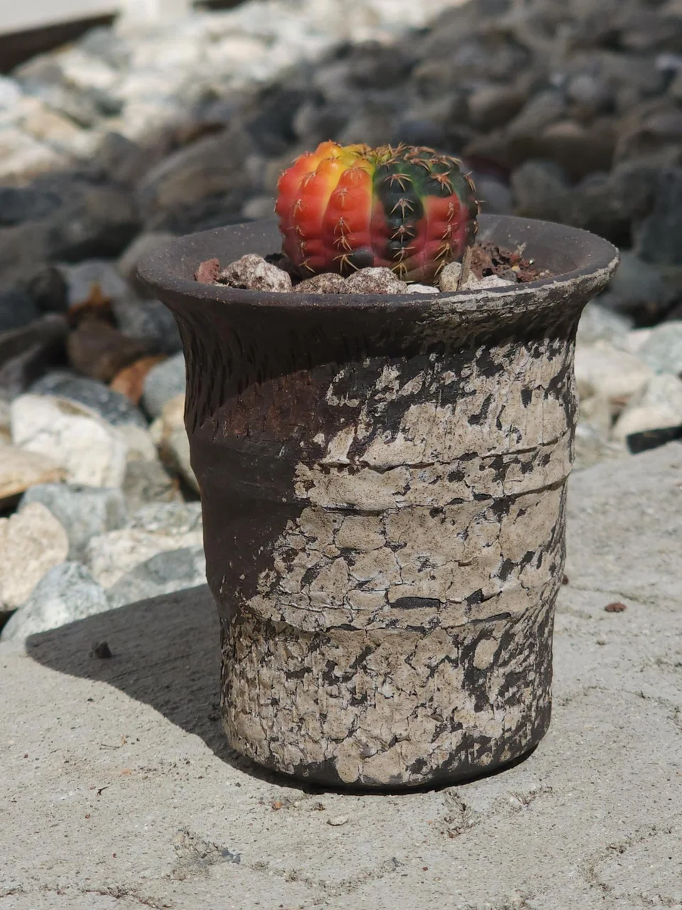 Plants in handmade WITHPOT pots, photographed by JDogg